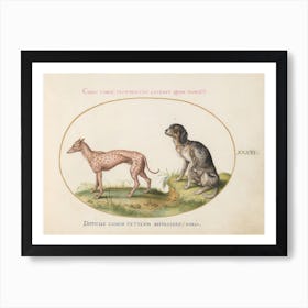 Quadervpedia Animals And Reptiles, Joris Hoefnagel (2) 2 Art Print