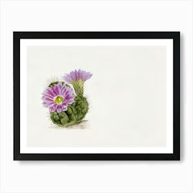 Cactus Flower 3 Art Print