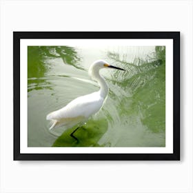 White Egret In Water Art Print