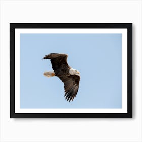 Majestic Eagle Flying Close Up Art Print