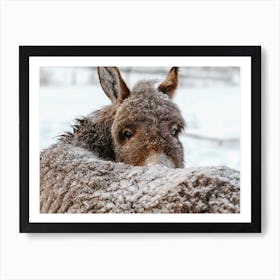 Snowy Donkey Art Print