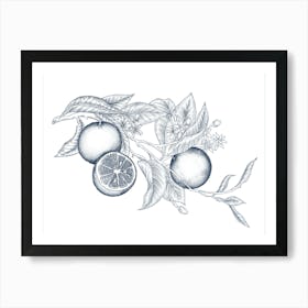 Des Oranges | Line Illustration (Navy) Art Print