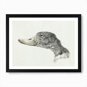 Head Of A Shelduck, Jean Bernard Art Print