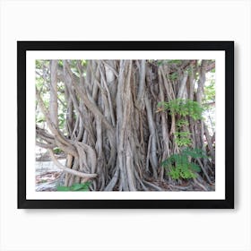 Banyan Tree Tropical Multistem The Maldives Art Print