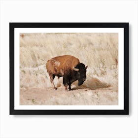 Bison In Field Art Print