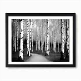 Birch Forest 81 Art Print