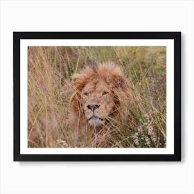 Lion Male Color Art Print