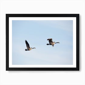 Canada Geese In Flight Art Print