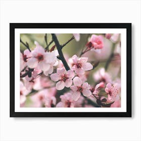 Cherry Blossoms. Pink sakura blossom. Art Print