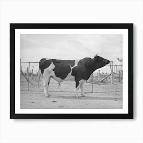 Untitled Photograph, Possibly Related To Pedigreed Holstein Herd Bull At The Casa Grande Valley Farms Art Print