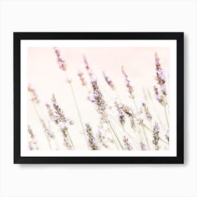 Lavender Flowers Art Print