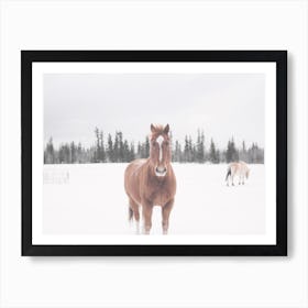 Horse In Field Art Print