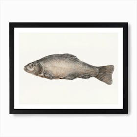 Fish 3, Jean Bernard Art Print