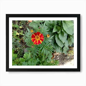 Red Marigold Art Print