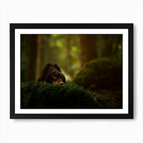 Cocker Spaniel Head Down In The Forest- Scotland Highland UK dog photo print - moody animal photography Art Print