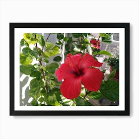 Red Hibiscus Flower Art Print