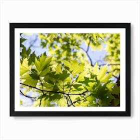 Young Green Sunny Plane Leafs Art Print