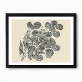 Vintage Illustration Of Bramble, John Wright Art Print