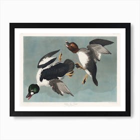 Golden Eye Duck, Birds Of America, John James Audubon Art Print