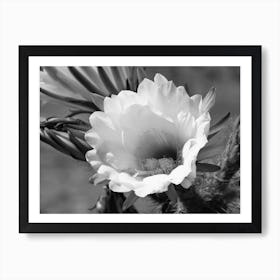 Cactus Blossom Art Print