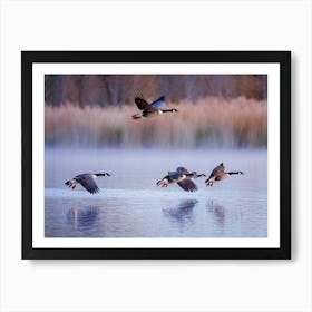 Canadian Geese In V Formation Soaring Above A Duck Pond Reflections In Water Contrast Of Flapping Art Print