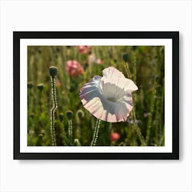 White poppy flower and seed capsule Art Print