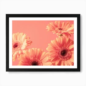 Vintage peach blooming beauties gerbera flowers - peach fuzz trend - nature and travel photography by Christa Stroo Photography Art Print