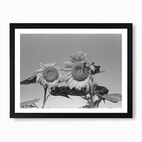 New Madrid County, Missouri,Sunflower Heads In Field, Southeast Missouri Farms By Russell Lee Art Print