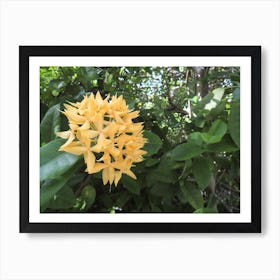 Tropical Yellow Flower Maldives Art Print