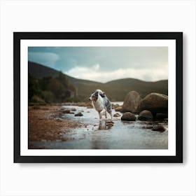 Australian Shepherd In Water- Scotland Highland UK dog photo print - moody animal photography Art Print