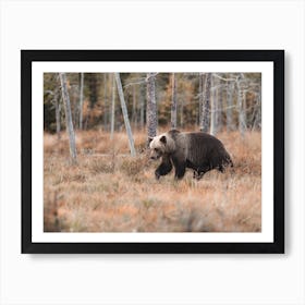 Grizzly Bear Autumn Art Print