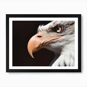 Bald Eagle Beak Art Print