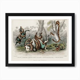 Collection Of Various Snakes, Oliver Goldsmith Art Print