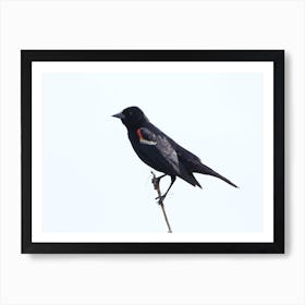 Red-Winged Blackbird 2 Art Print