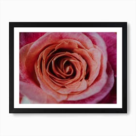 Pink Rose Art Print