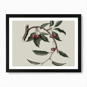 Cherry Branch Art Print