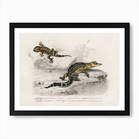 Alligator And Lilford Swall Lizard, Charles Dessalines D'Orbigny Art Print