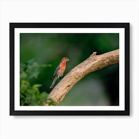 Male House Finch 2 Art Print