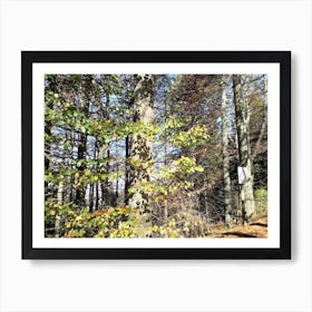 Autumn In The Woods Black Forest Art Print
