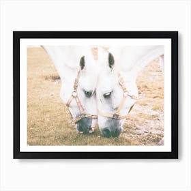 Two Horses Grazing Art Print