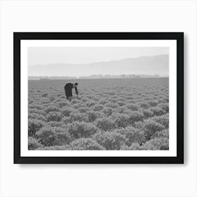 Salinas, California, Intercontinental Rubber Producers, Four Year Old Guayule Shrubs, Guayule Requires From Art Print