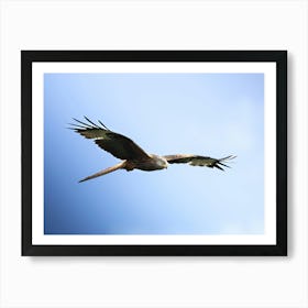 Red Kite Stare Art Print