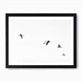 Black And White Birds Art Print