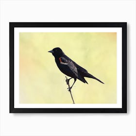 Red-Winged Blackbird 1 Art Print