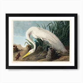 White Heron, Birds Of America, John James Audubon Art Print