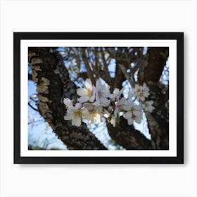 Blossoming almond tree with white flowers Art Print