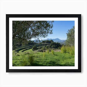 Olive trees and green fields in a rural area Art Print