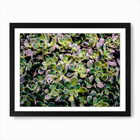 Succulents Art Print