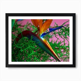 Bird of Paradise Art Print