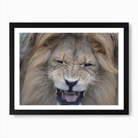 Lion Portrait Art Print